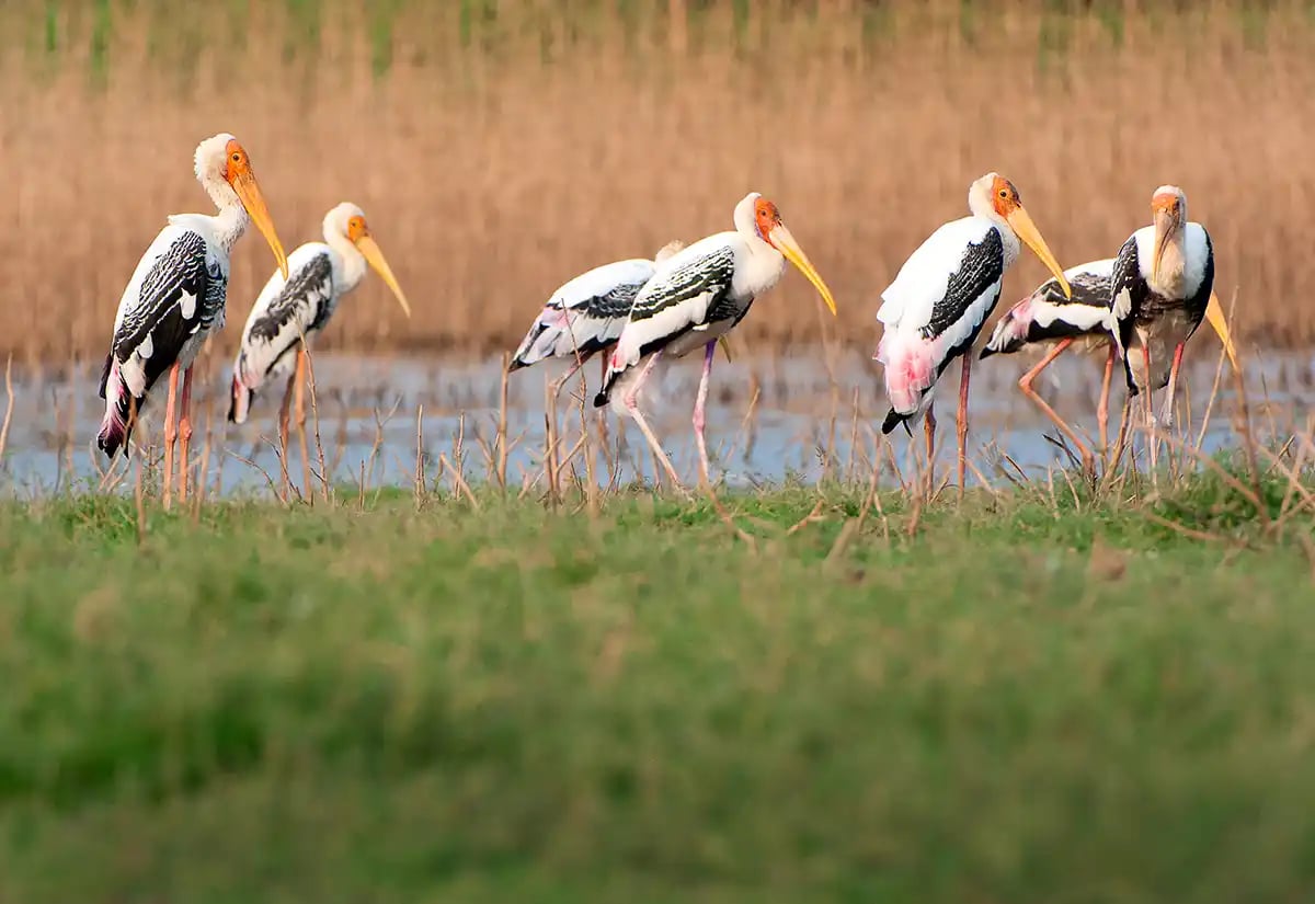 Birds in a lake in April