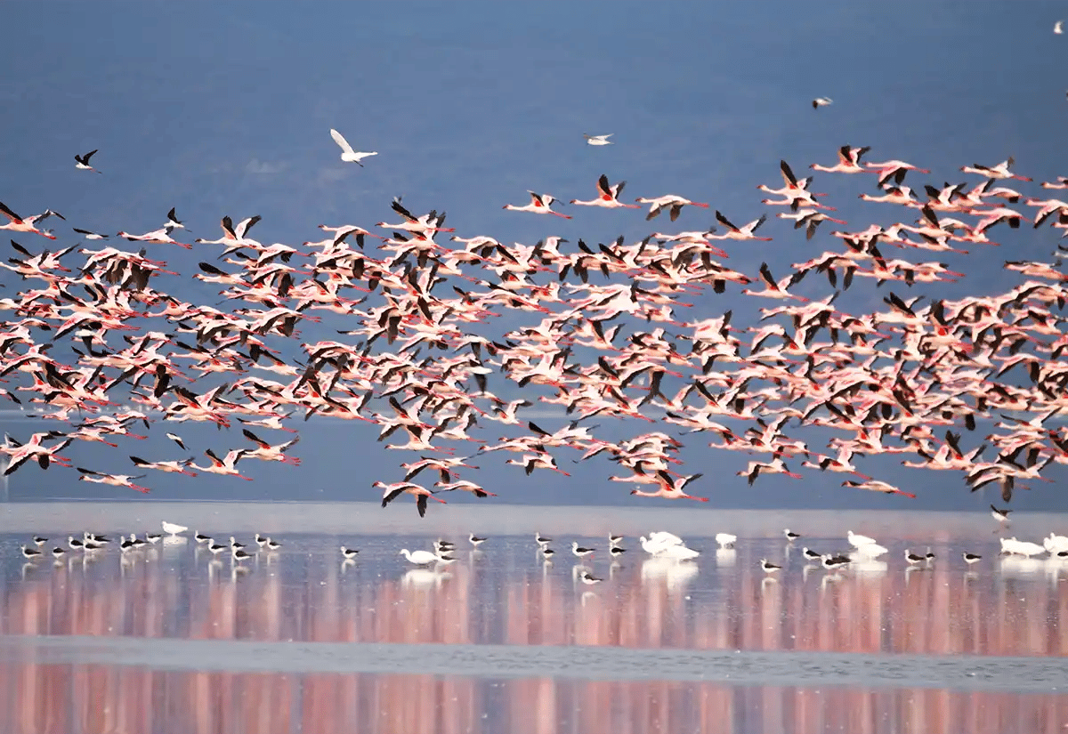 Massive bird migration April