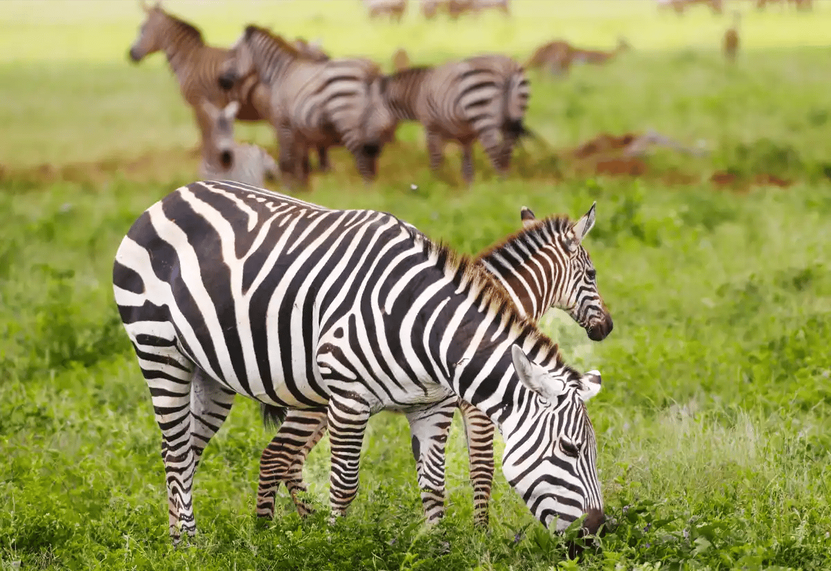 Zebras in green at lake Natron April