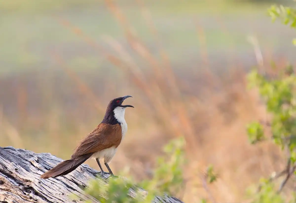 Bird chirping at Katavi plains April
