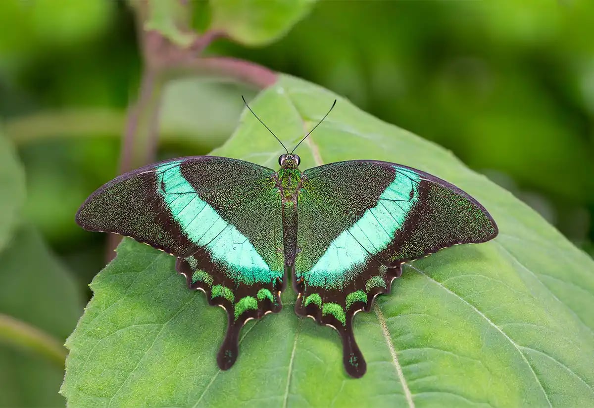 Emerald butterfly in a leaf April