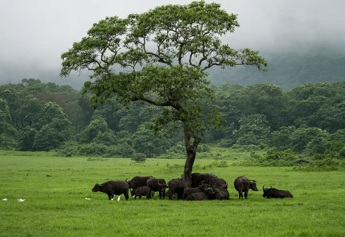 Buffalos in a green prairie April