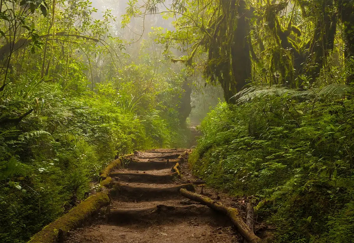 Natural walking trail in a forest April