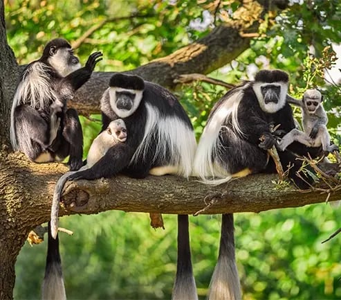Monkeys in a tree in Arusha National Park
