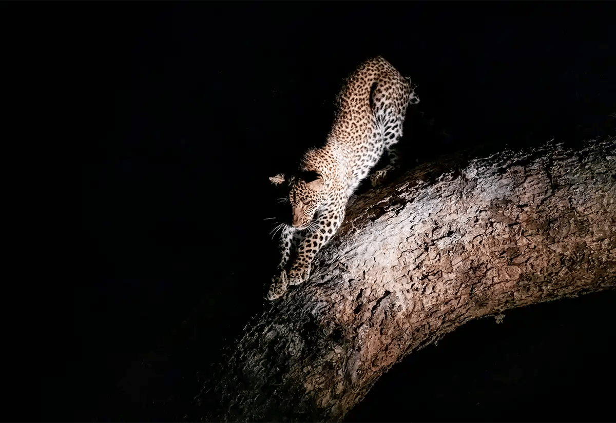 Jaguar in tree at night August