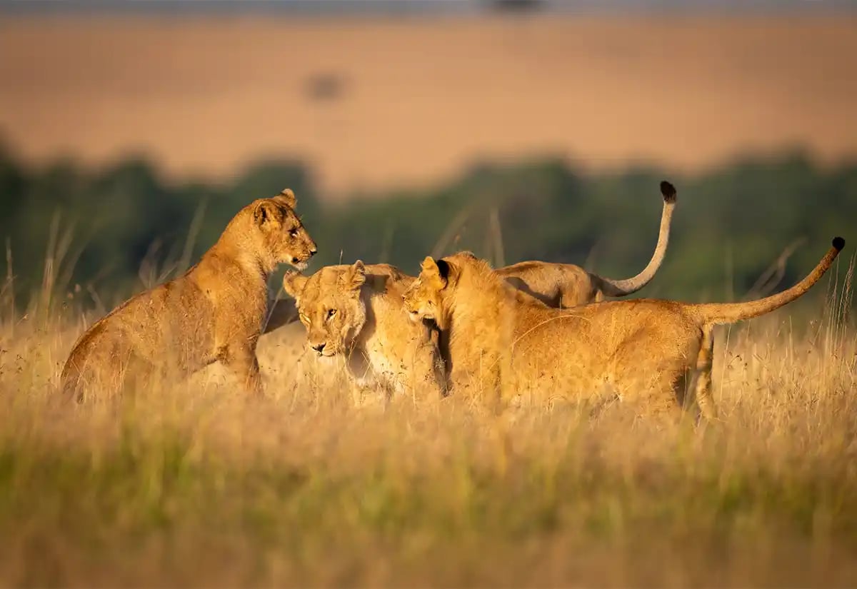 Lionesses in the prairie August
