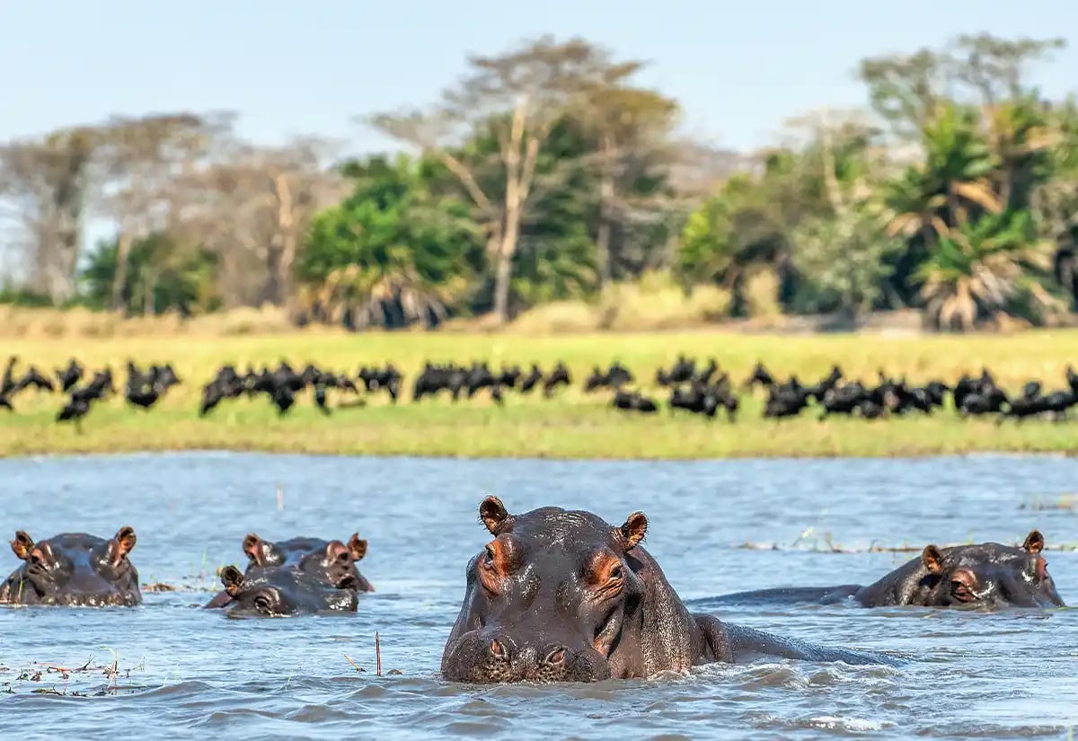 Hippopotamus at Katavi river August