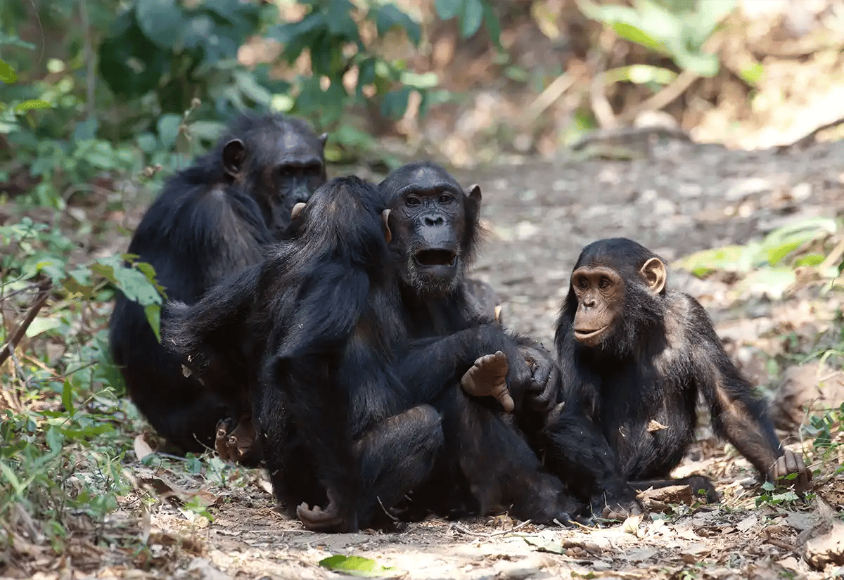 Chimpanzees at Gombe National Park August