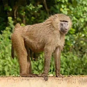 Baboons