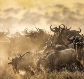 The Great Wildebeest Migration