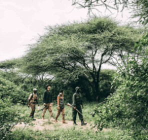 Walking Safari & Nature Walks