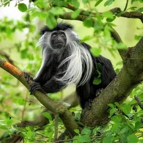 Black and White Colobus Monkeys