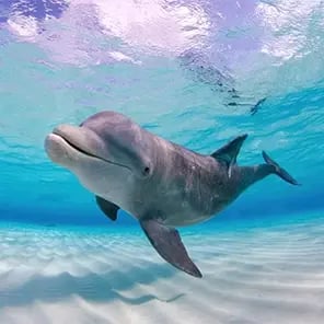 Bottlenose Dolphins