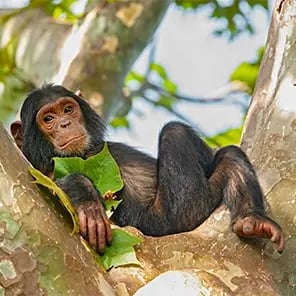 Chimpanzee Trekking