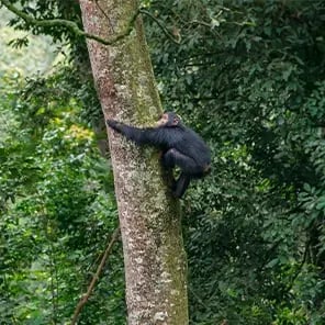 Chimpanzee Trekking