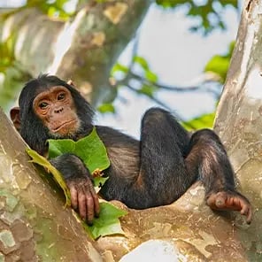 Chimpanzee