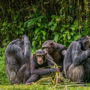 Supporting Image 7 Alt Text