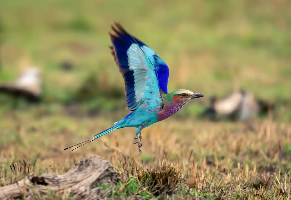 Blue bird flying birdwatch in December