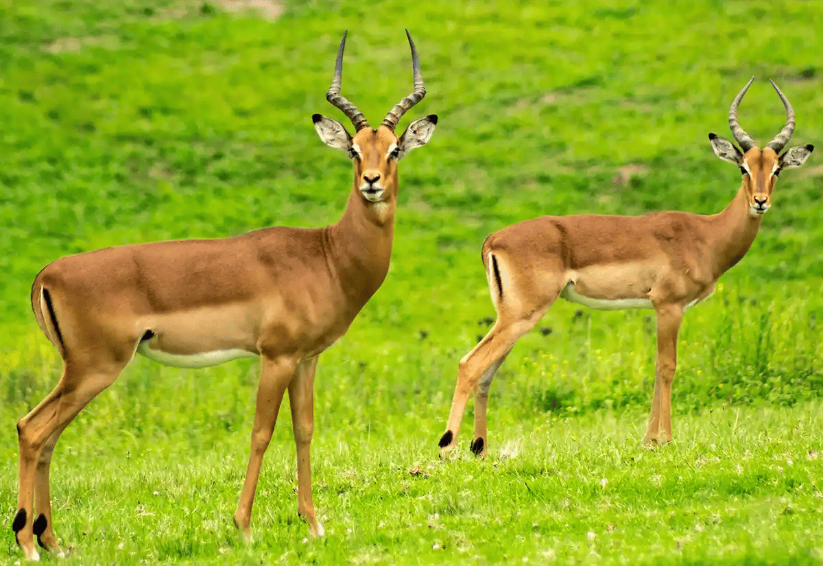 Antelopes in a green prairie December