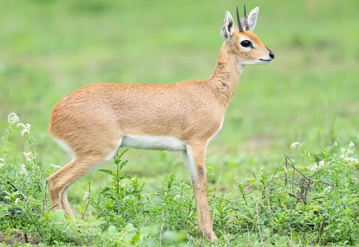 Deer at green December
