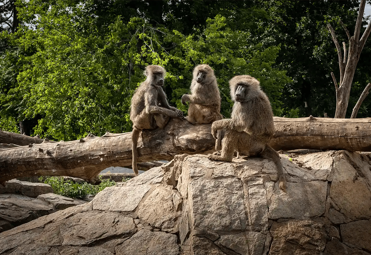 Monkey seated in a rock December