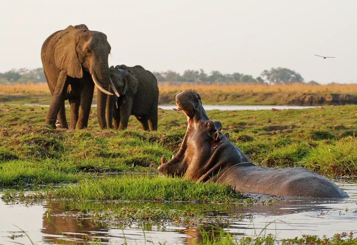 Hippopotamus and Elephant at Katavi river December