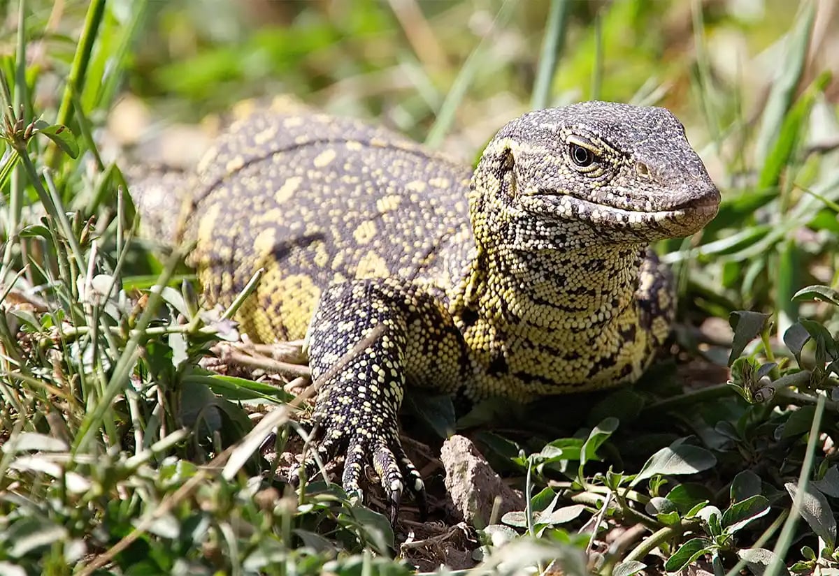 Monitor Lizard in the grass December