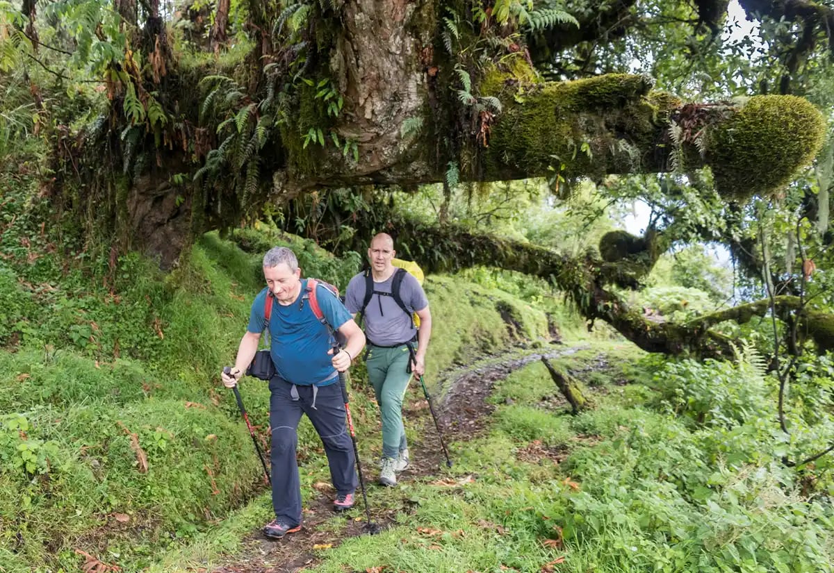 Fresh green trails December
