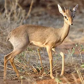 Dik-diks