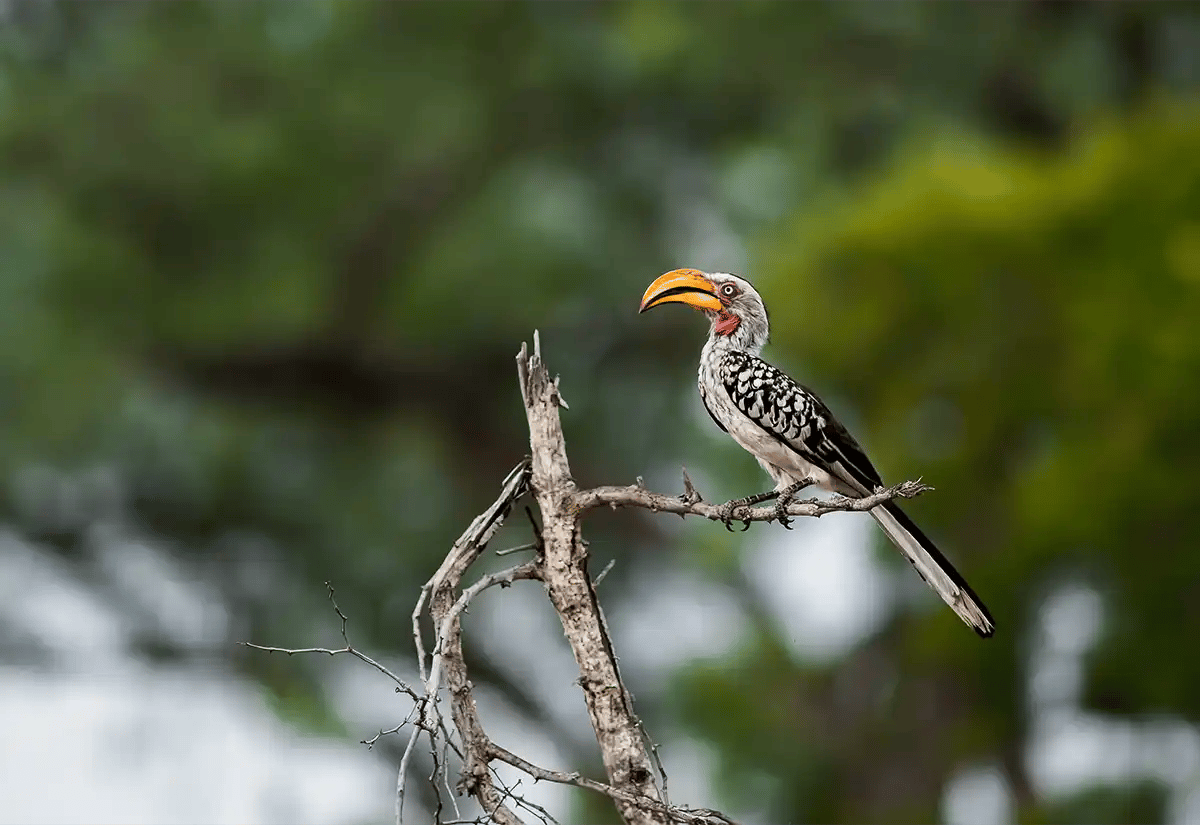 Birdwatching in February