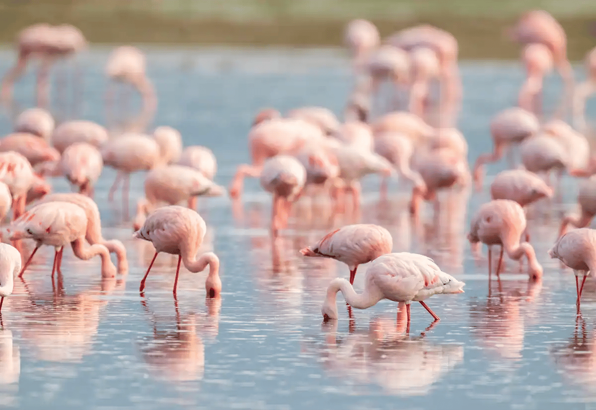 Flamingos in the lake February