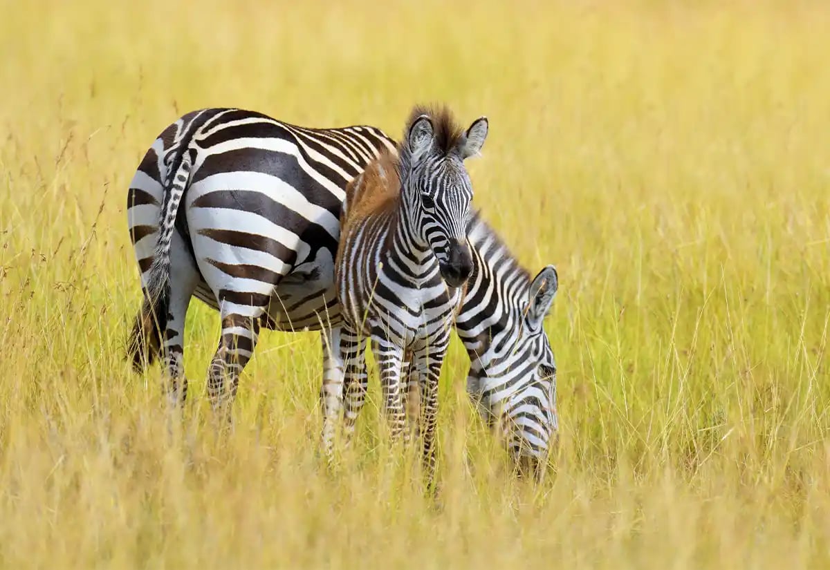 Zebra with foal in the prairie February