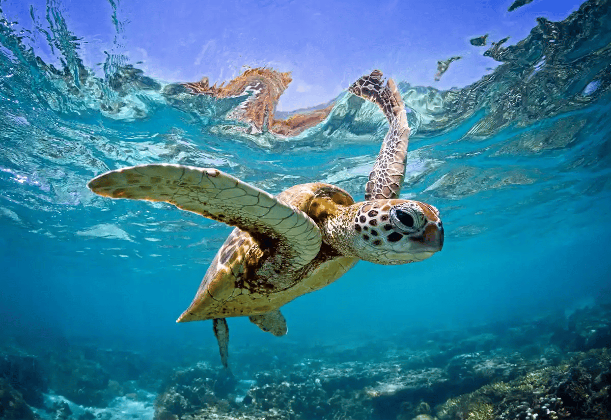 Sea turtle swimming February