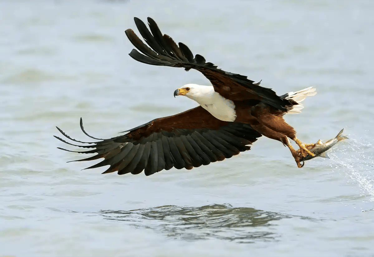 Eagle catching a fish in Katavi river February