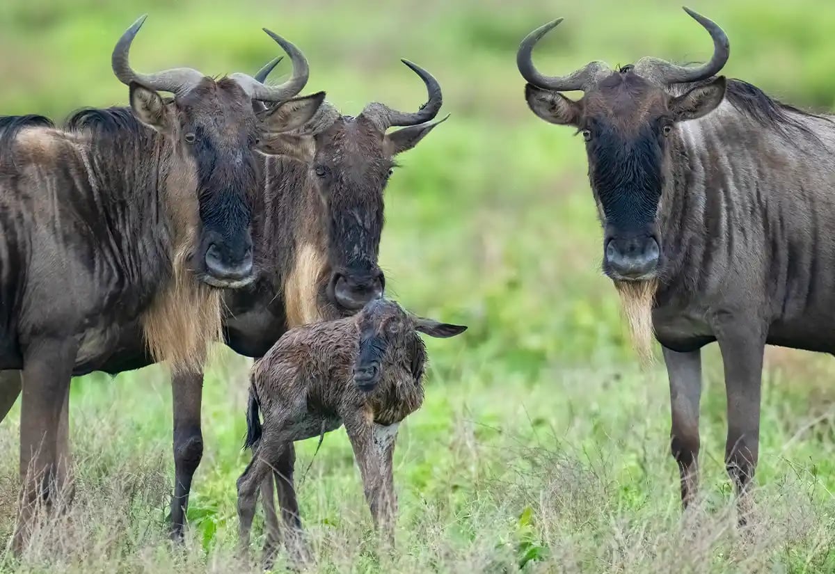 Wildebeest in a prairie February