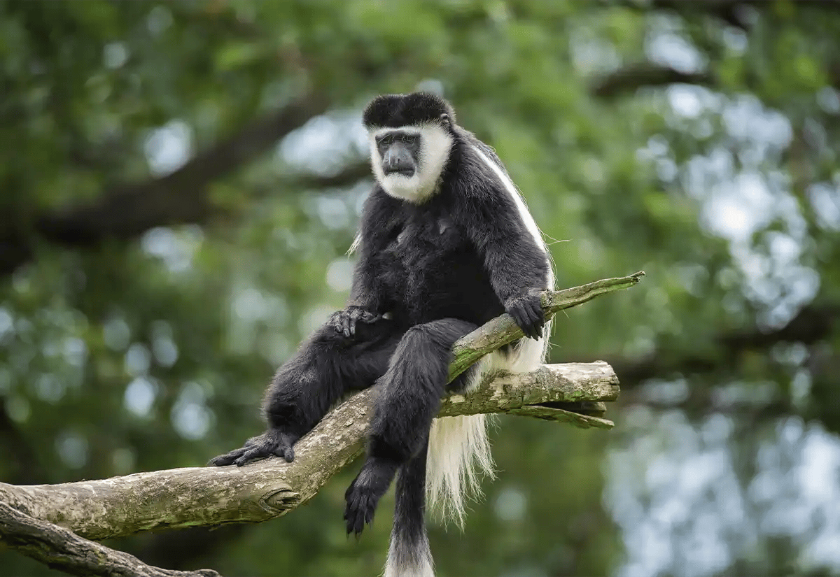 Monkey seated in a tree February