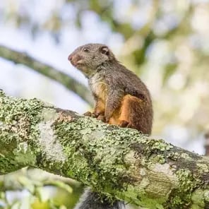 Giant Forest Squirrels