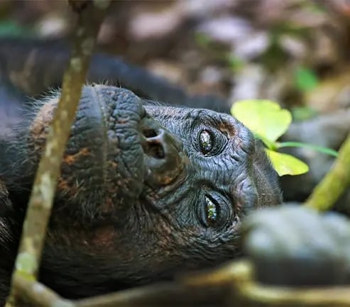 Chimpanzee at Gombe Park