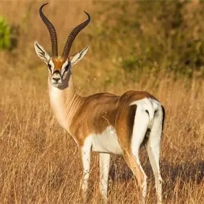 Grant’s Gazelles