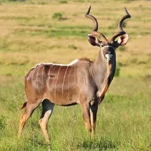 Greater Kudu