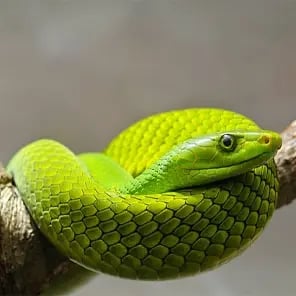 Green Mambas