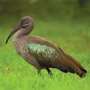 Hadada Ibis