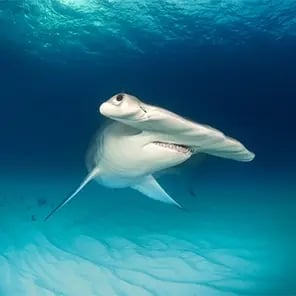 Hammerhead Sharks