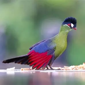 Hartlaubs Turaco