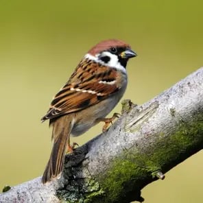 House Sparrows