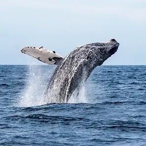 Humpback Whales