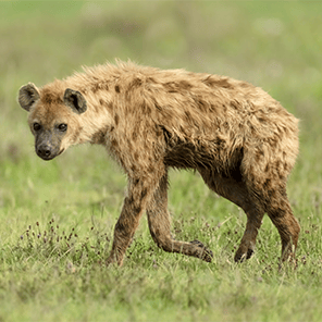 Hyenas