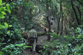Adventure with the Chimps in Gombe Stream National Park