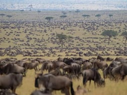 How many animals are there in Serengeti?