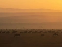 Weather and climate in the Serengeti